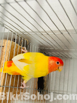 Love bird